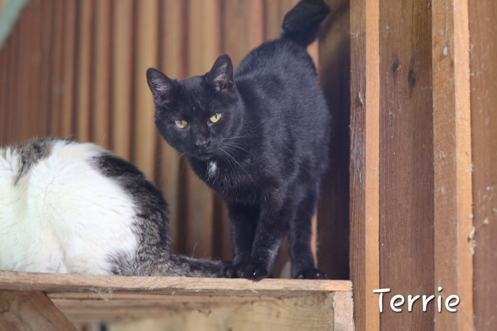 Terri, photo 2