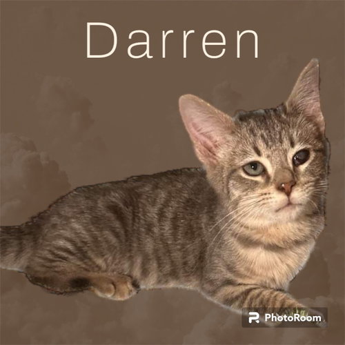 DARREN - Domestic Short Hair available for adoption