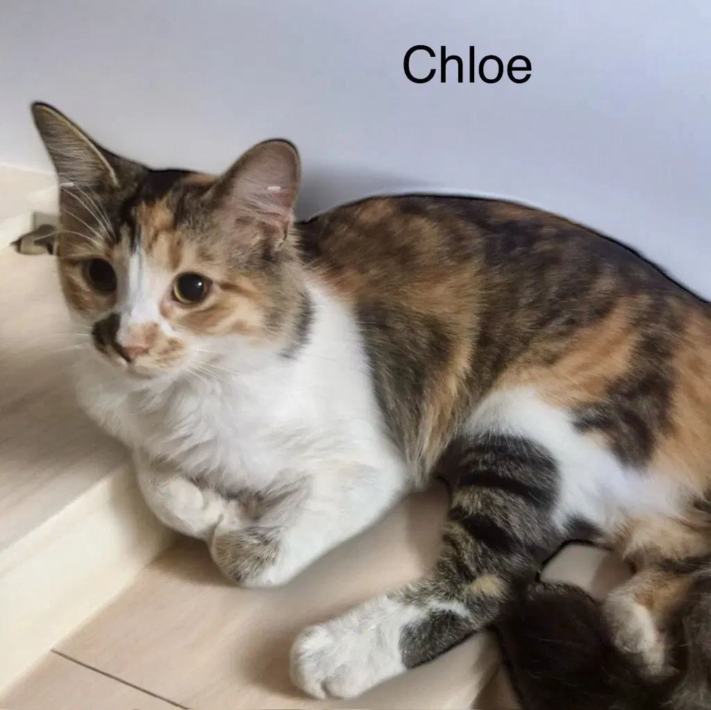 Chloe image 1