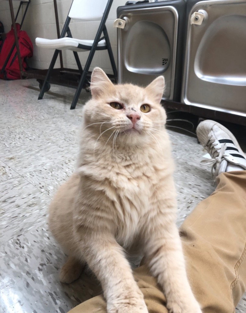 Puff Kitten Mill Street Image