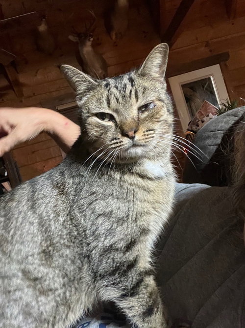 Little Joe, Adult Domestic Short Hair / British Shorthair / Mixed, cat for adoption in Owensboro, Kentucky