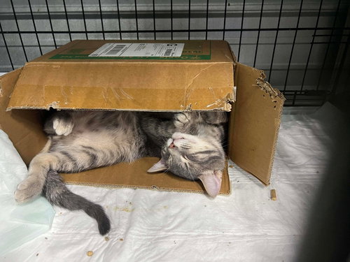 Kayson, Young Domestic Short Hair / Mixed, cat for adoption in Owensboro, Kentucky