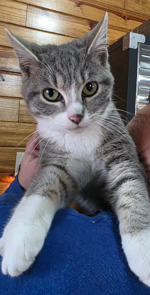 Helen - Domestic Short Hair