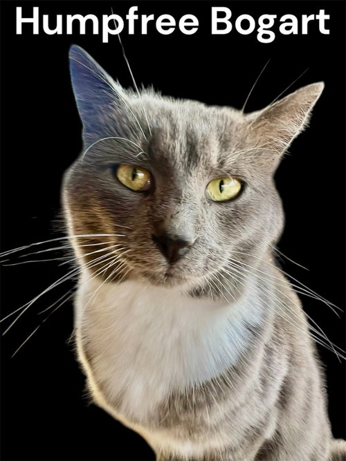 Humpfree Bogart, Young Domestic Short Hair / Mixed, cat for adoption in Owensboro, Kentucky