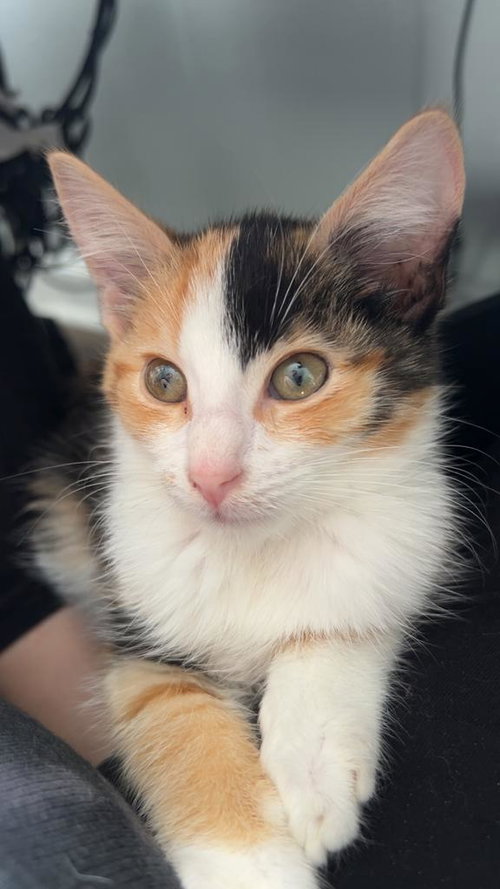 Ivy, Young Domestic Short Hair / Mixed, cat for adoption in Owensboro, Kentucky
