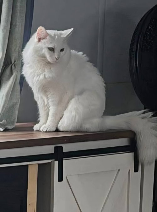 Atticus, an adoptable Domestic Long Hair in Cromwell, KY