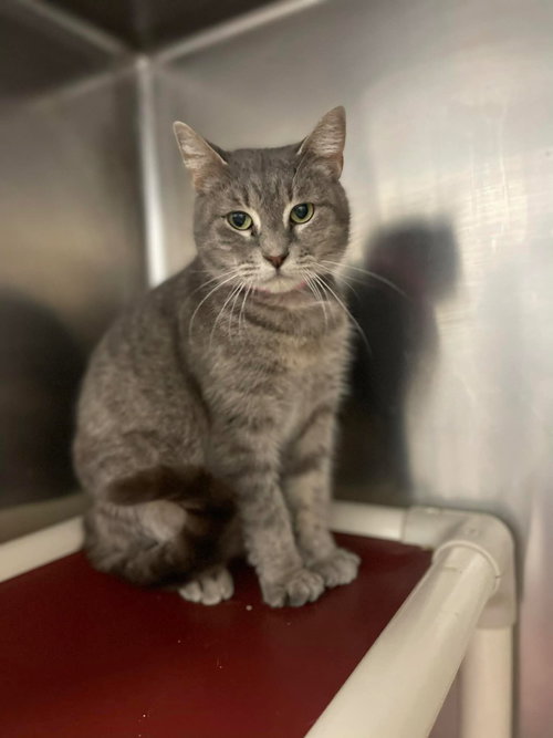 Dove, Adult Domestic Short Hair / Mixed, cat for adoption in Owensboro, Kentucky