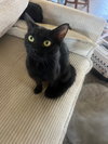 Momma Jinx's amd 2 babies - Photo 2