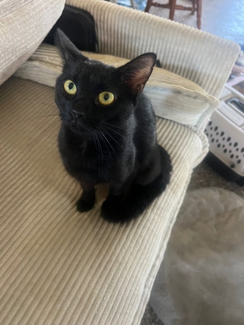 MOMMA JINX'S AMD 2 BABIES - Domestic Short Hair available for adoption