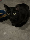 Momma Jinx's amd 2 babies - Photo 3