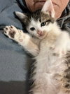 Momma Jinx's amd 2 babies - Photo 4