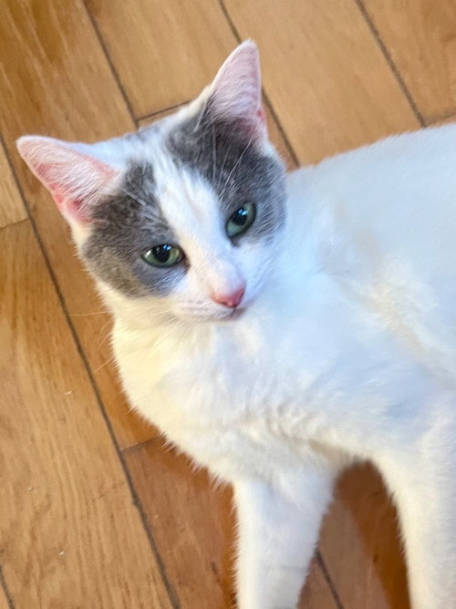 Mrs. Potts, an adoptable Domestic Short Hair in Cromwell, KY