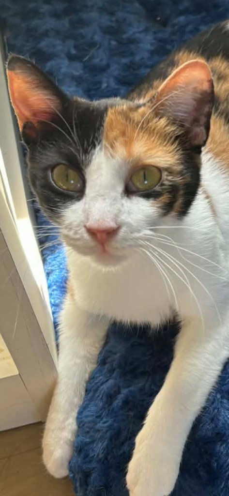 Lilly, an adoptable Domestic Short Hair in Cromwell, KY