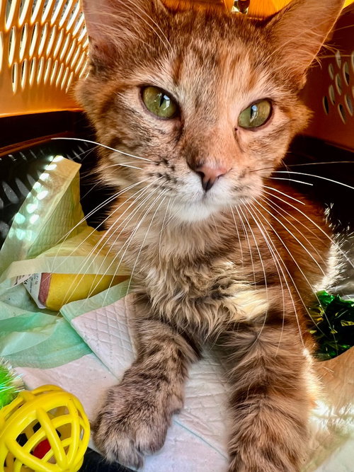 Duck, Young Domestic Short Hair / Mixed, cat for adoption in Owensboro, Kentucky