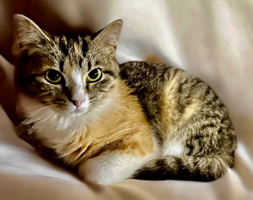 Apple, Young Domestic Short Hair / Mixed, cat for adoption in Owensboro, Kentucky