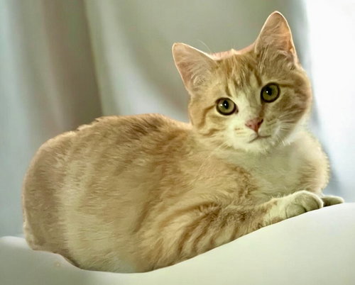 Cider, Young Domestic Short Hair / Mixed, cat for adoption in Owensboro, Kentucky