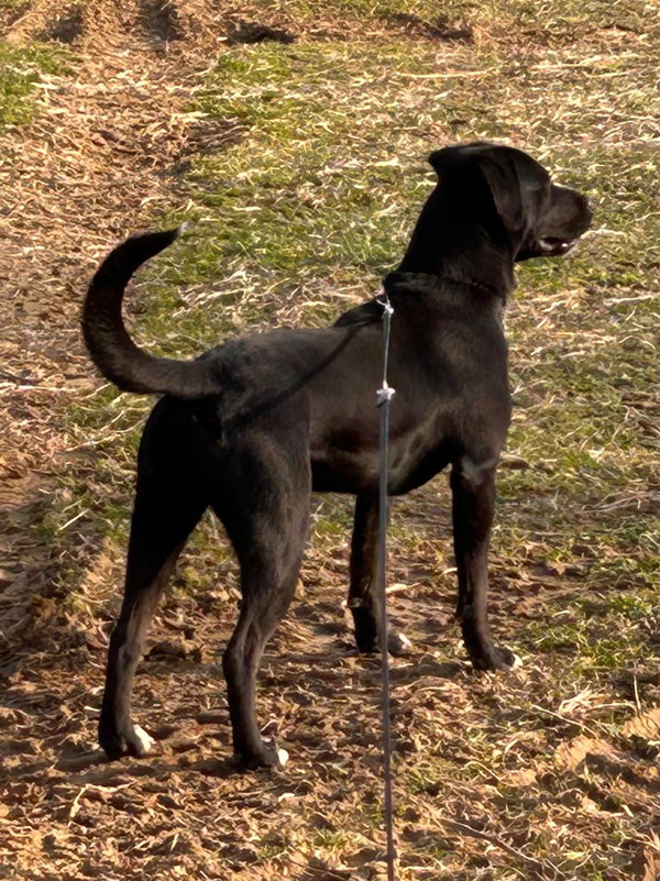 Yogi