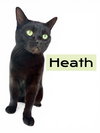 Heath - Photo 1