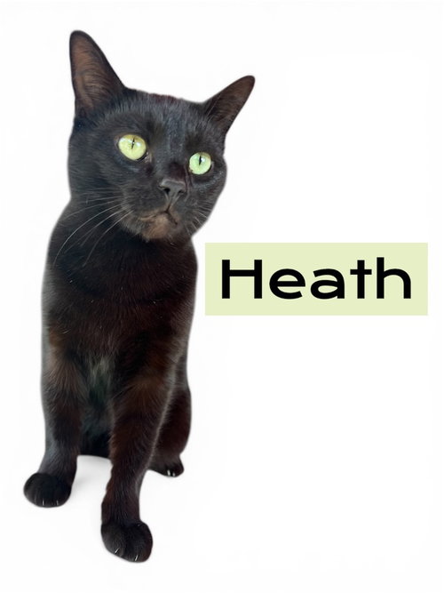 Heath, Adult Domestic Short Hair / Mixed, cat for adoption in Owensboro, Kentucky