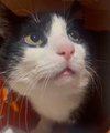 Marshmallow - Photo 1