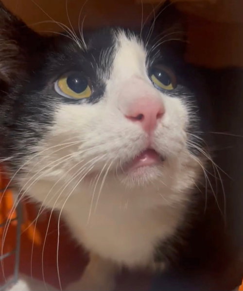 Marshmallow, Adult Domestic Short Hair / Mixed, cat for adoption in Owensboro, Kentucky
