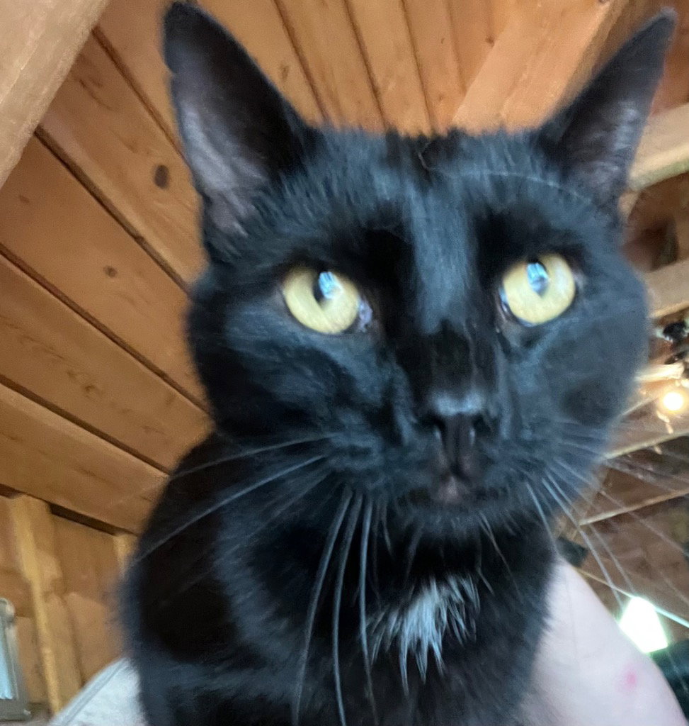 Catpurrnicus Image