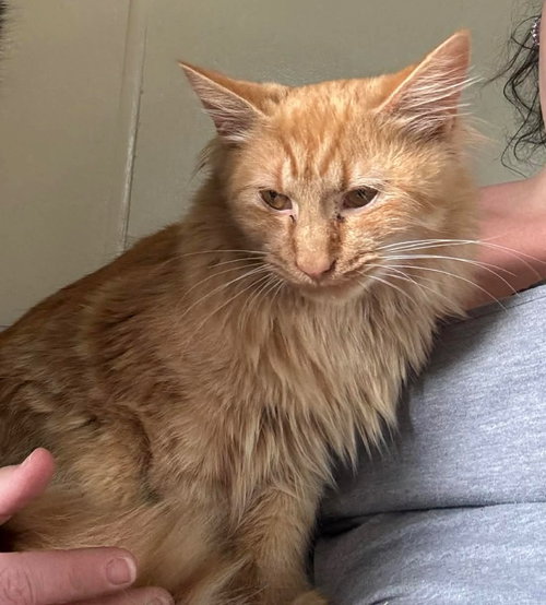 Cinder, an adoptable Domestic Long Hair in Cromwell, KY