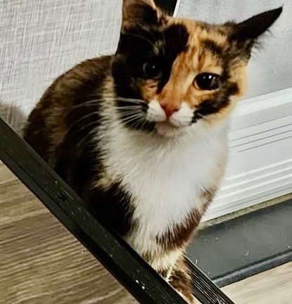 Fern, an adoptable Domestic Short Hair in Cromwell, KY
