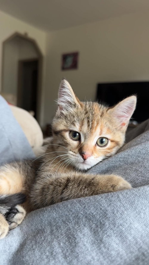 Ginger