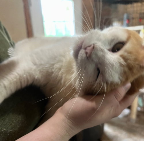 Borris, Adult Domestic Short Hair / Mixed, cat for adoption in Owensboro, Kentucky