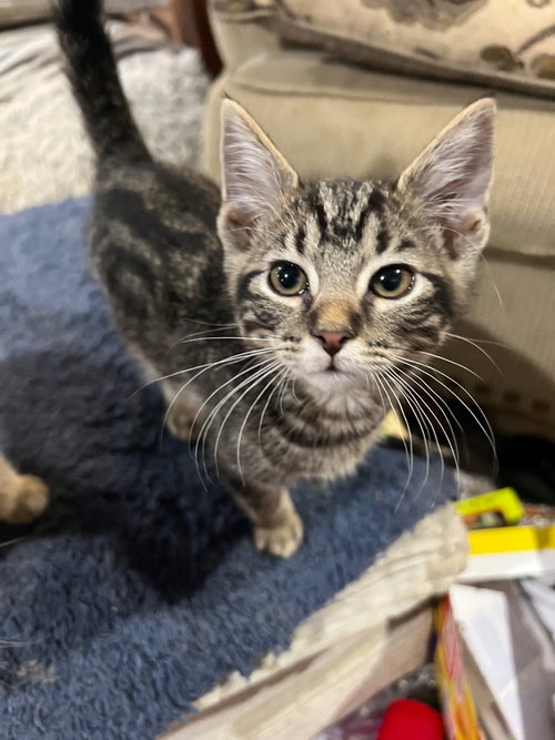 Great Smokey M, an adoptable Domestic Short Hair in Cromwell, KY