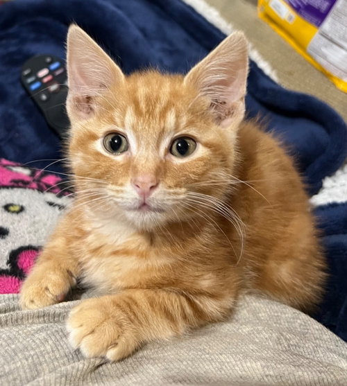Redwood, Baby Bobtail / Domestic Short Hair / Mixed, cat for adoption in Owensboro, Kentucky