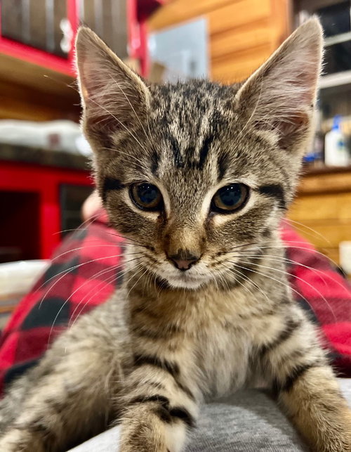 Rocky M, an adoptable Domestic Short Hair in Cromwell, KY