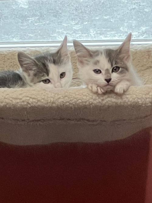 Diva and Dolce