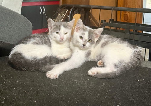 Diva and Dolce, an adoptable Domestic Short Hair in Cromwell, KY