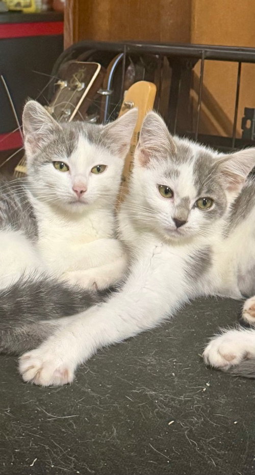 Dolce and Diva, an adoptable Domestic Short Hair in Cromwell, KY