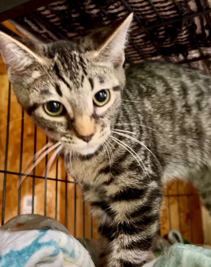 Denali - Domestic Short Hair