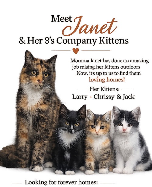 Janet, an adoptable Domestic Short Hair in Cromwell, KY