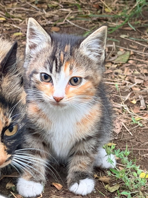 Chrissy, an adoptable Domestic Short Hair in Cromwell, KY