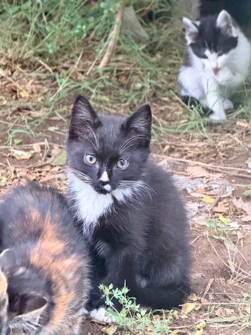 Larry, an adoptable Domestic Short Hair in Cromwell, KY