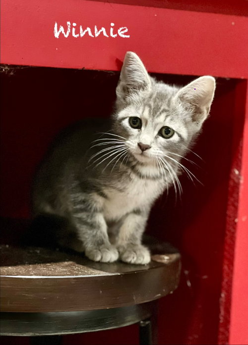Winnie, an adoptable Domestic Short Hair in Cromwell, KY