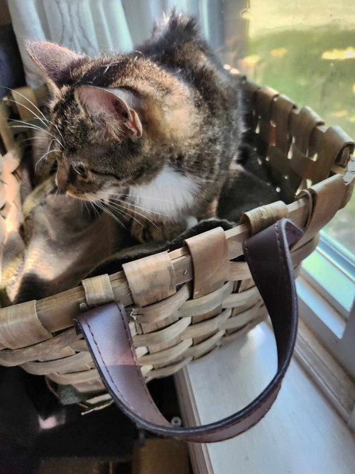 Millie, an adoptable Domestic Short Hair in Cromwell, KY