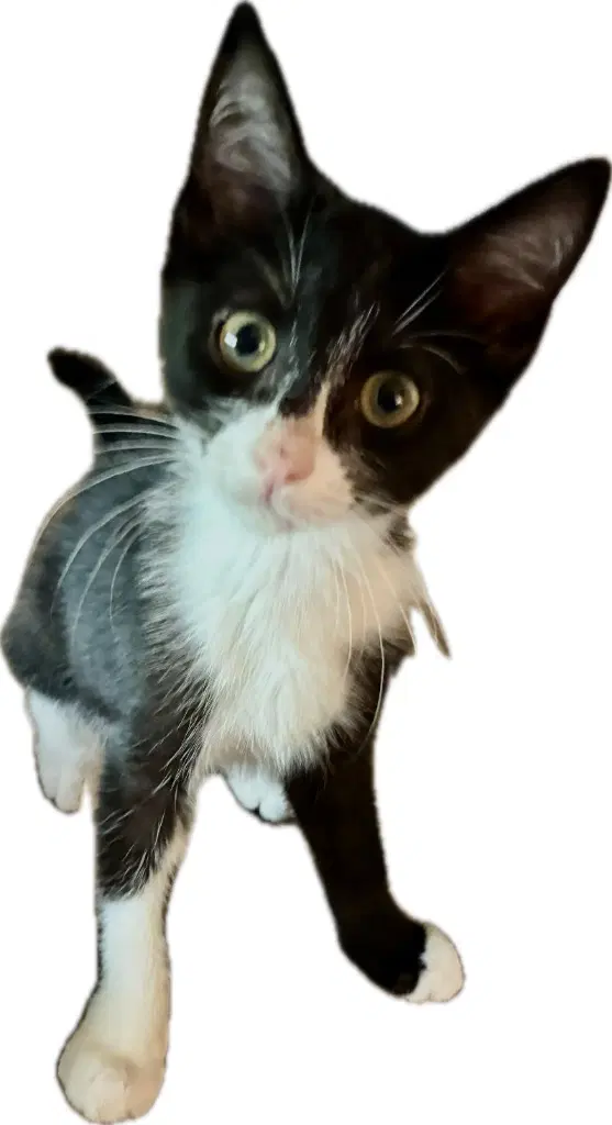 Luke - Domestic Short Hair
