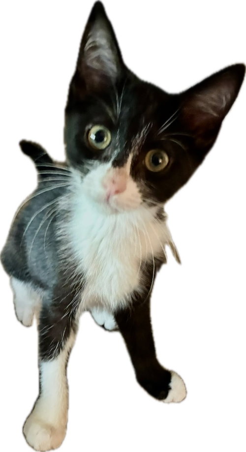 Luke, a cat for adoption from Kentucky Kitty Cats, Inc.