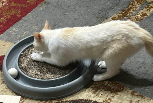 Photo 2 of Daisy