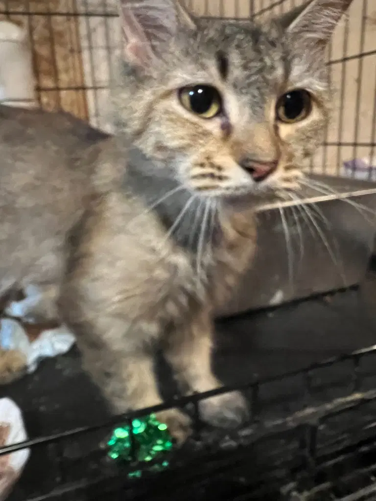 Lady Whiskerton - Domestic Medium Hair