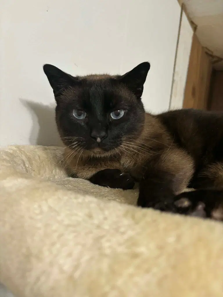 Boo - Siamese
