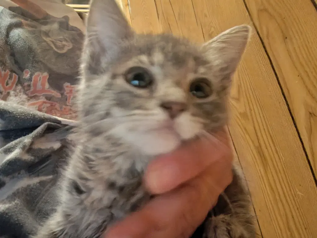 Five Star - Domestic Short Hair