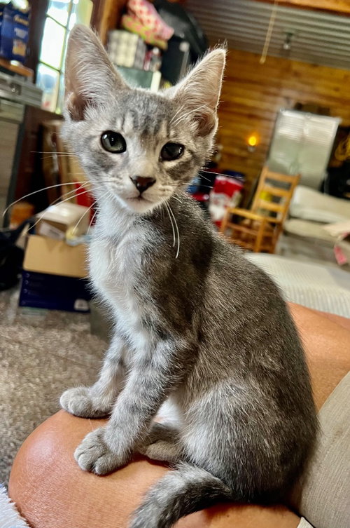 Wallaby Woo, a cat for adoption from Kentucky Kitty Cats, Inc.