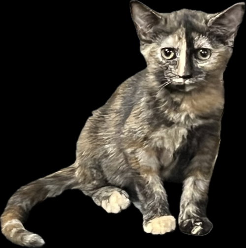 Fayette, a cat for adoption from Kentucky Kitty Cats, Inc.